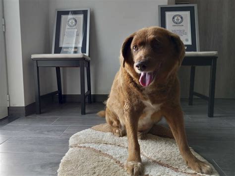 Bobi, the world’s oldest dog ever, dies at 31